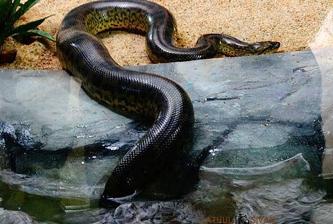 How six anacondas and a white tiger helped Kerala zoo turn its fortunes around