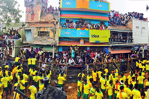 Thousands gather at Avaniyapuram to watch jallikattu, doctors keep close watch on bulls