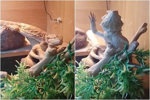 Video of bearded dragon waving at human is driving the internet bonkers