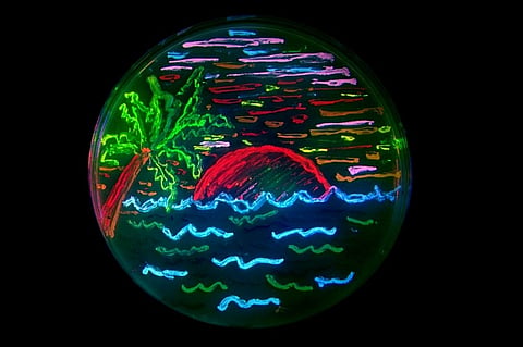 Of microbes and machines: how art and science fuse in Bio-art