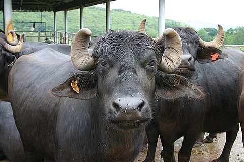 Dalits allegedly forced into animal sacrifice at Shivamogga's Marikamba Fair