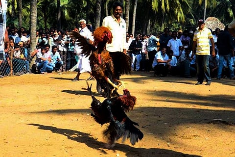 Andhra man dies in cockfighting mishap as knife attached to bird pierces him