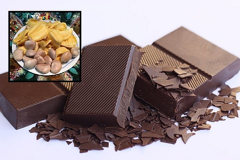 Guess what could replace the finest cocoa beans in your chocolate? Jackfruit seeds!