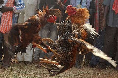 Inside a cockfight colosseum in Andhra: A banned blood sport, a multi-crore industry