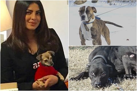 Watch: Priyanka Chopra, Tom Hardy lend voice to neglected dogs in heart wrenching video
