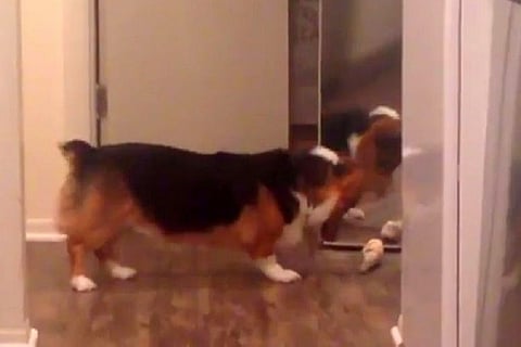 Video of dog 'sharing' bone with his reflection is melting hearts on the internet 