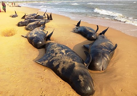 Video: Whales washed ashore on the beaches of Thoothukudi