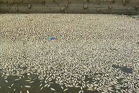 Thousands of dead fish float in Madurai temple tank: Poison or pollution to blame?