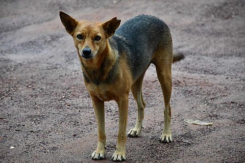 Stray dog