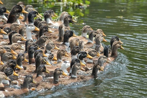 Dead ducks in Kerala: 500 burnt, officials to take a call on culling