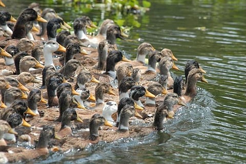 Over 5000 ducks found dead in flood-hit Kuttanad, sparks panic 