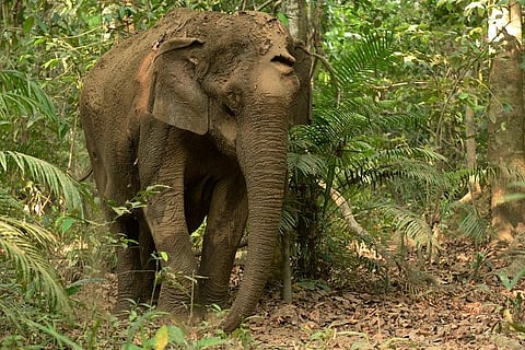 How Kerala forest officers are trying to save a seriously injured elephant