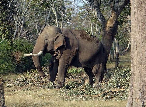 Image for Representation