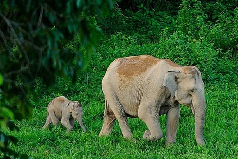  Experts, activists unhappy with Centre’s move to chemically sterilise wild animals