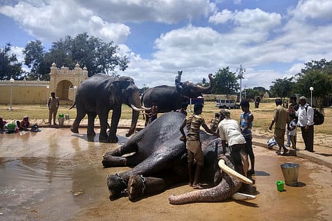 The elephants of Mysuru Dasara: Dhananjaya the debutante and Bhaskara his mahout 