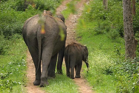 Elephant Corridor Nilgiris Encroachment