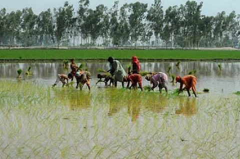 In TN’s water-starved Delta region, a bleak future as samba crops set to fail