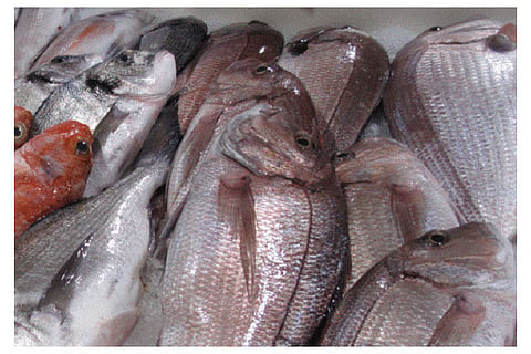 Fish in Chennai found laced with formalin, fisherfolk fear backlash