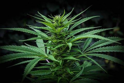 Trio transporting 223 kg of ganja via Bengaluru busted by narcotics officials