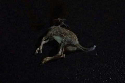 Another wildlife death in IIT Madras: Deer killed by a speeding vehicle in campus 