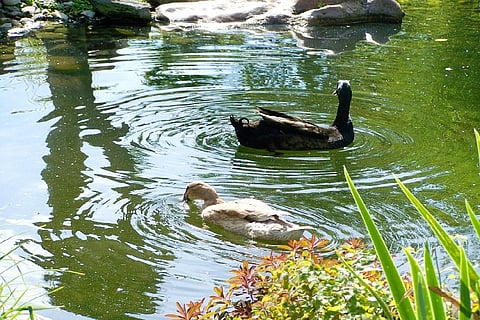 3500 ducks die on Palar riverbed in TN, polluted water suspected to be cause