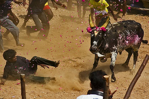 Watch: 'It’s not just a bull, it is another child', says Jallikattu song by Yuvan Shankar Raja
