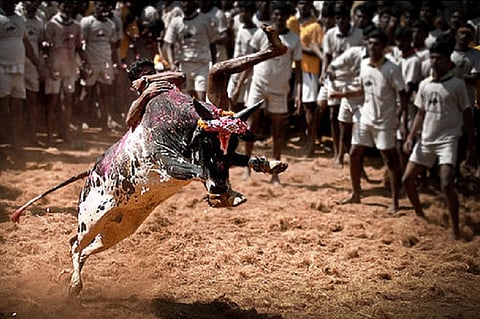 Jallikattu caste clash: Violence after Dalit men tame bulls belonging to caste Hindus