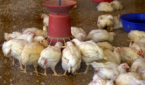 Telangana chicken shops to shut from April 1 amid protest by shop owners