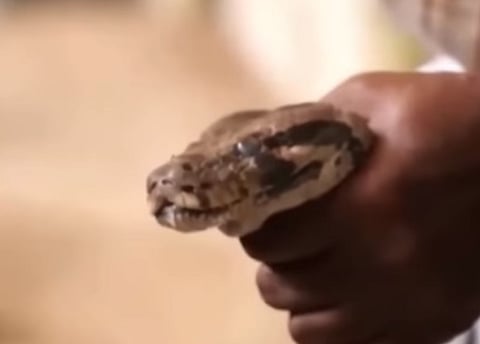 Kerala man's wild hobby gets him arrested: Kept pythons, turtle and monitor lizards as home pets