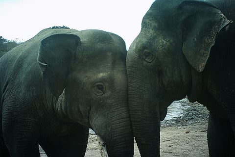 Elephants in south India are forming all-male groups to survive in human dominated areas