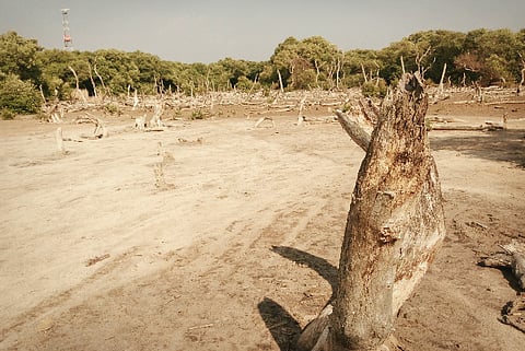 How Kochi is gradually strangling the life out of its mangrove forests