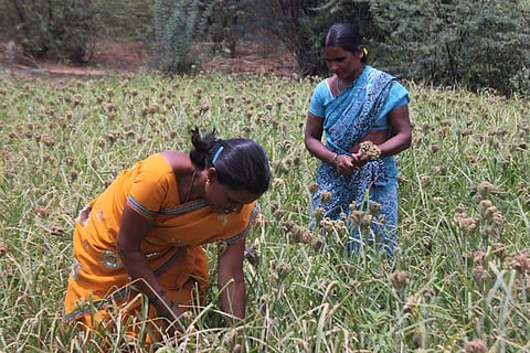 K'taka advocates using millet to combat food shortage, to host international fair 