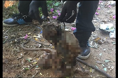  Monkey tied, tortured and stabbed to death by CMC Vellore medical students