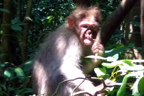 Mysterious disease leaves 60 monkeys dead in six months at sacred grove in Kerala