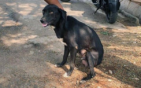 Just months after her 8 pups were murdered in front of her, dog dies in Bengaluru