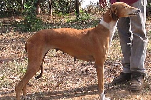 Mudhol Hounds from Karnataka will be first desi dogs to serve in Indian Army 