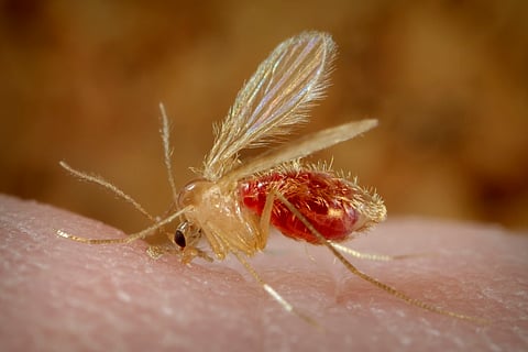 Kerala man tests positive for Kala-azar spread by sandflies, govt on alert