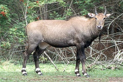 Rajasthan govt to adopt ‘shoot to sterilise’ policy for Nilgais