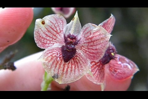 This new orchid species' flower looks like a devil's head