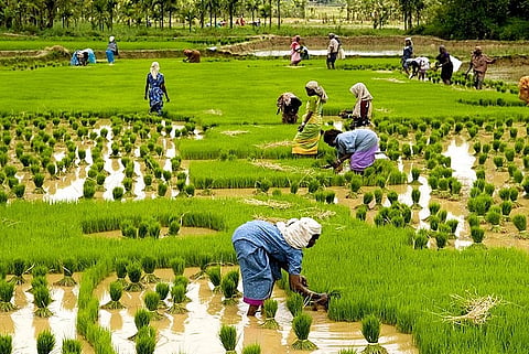 ‘Paves way for misuse’: Environmentalists slam proposed amendment to Kerala Paddy Act