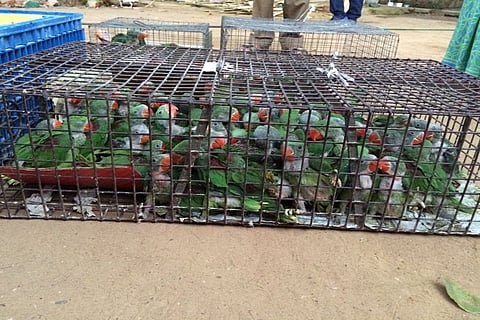 156 parakeets seized from a trader’s house in Chennai