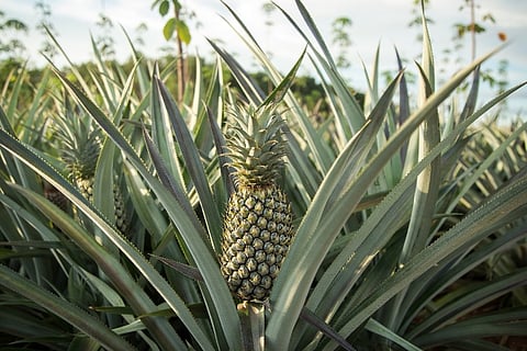No workers, no markets: Losses loom for pineapple, paddy farmers in Kerala, Karnataka