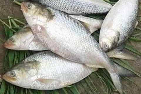Pulasa fish 