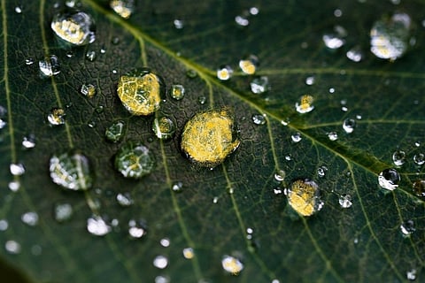 The rain was yellow in this Kerala district one fine morning 