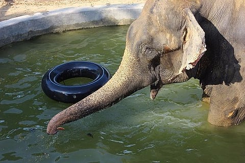 Two years after he was freed from captivity, Raju 'the crying elephant' has a happy life