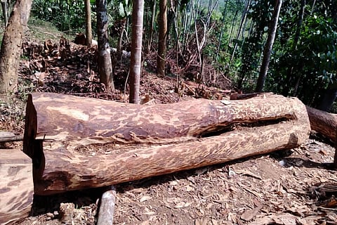 Felled rosewood tree in Wayanad