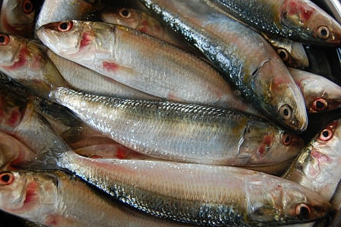 Fall in sardines catch causes Rs 150 cr loss in Kerala