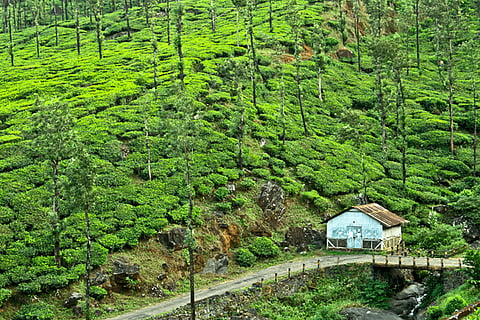 Wayanad’s tribal colonies all set to become ‘digitally connected’