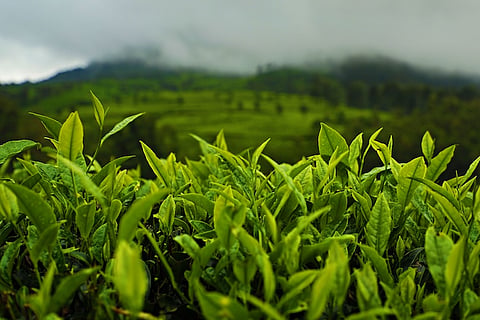 Why Kanan Devan Hills is among the best global spots for growing tea