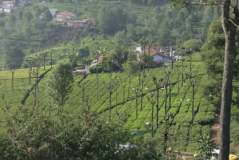 Dry storm in a tea cup: A drought-hit Coonoor is suffering as tourism, plantations lose money